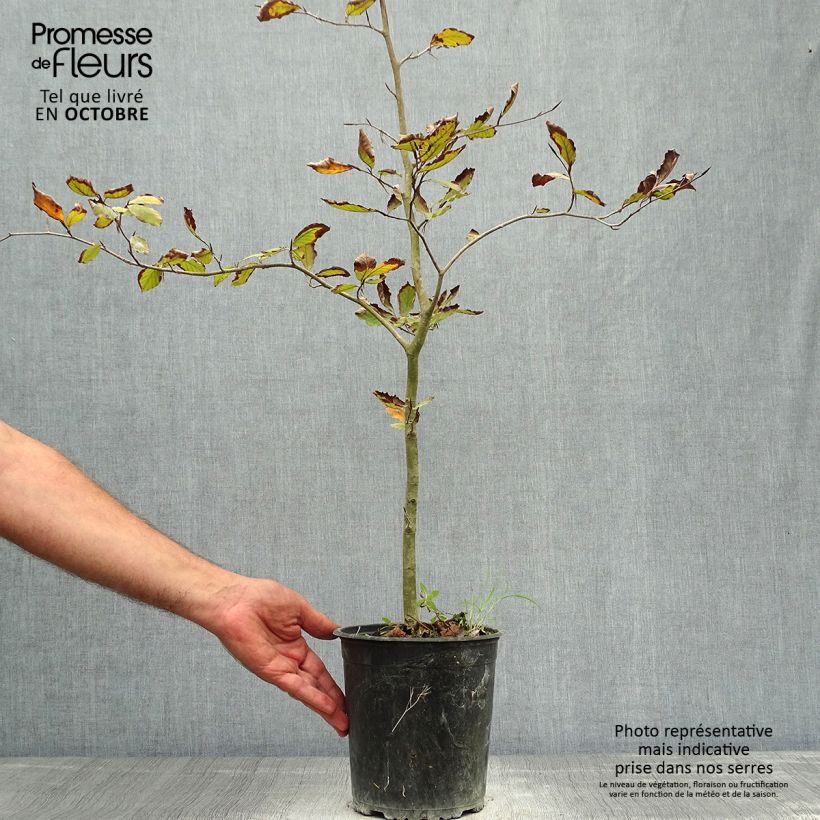 Ejemplar de Fagus sylvatica Atropurpurea - Haya roja Maceta 2L/3L entregado en otoño