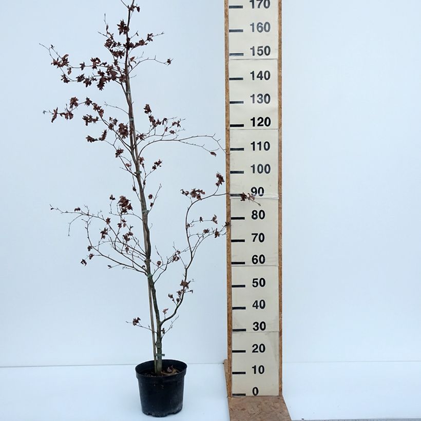 Ejemplar de Haya común Brathay's Purple - Fagus sylvatica Maceta 4L/5L entregado en otoño