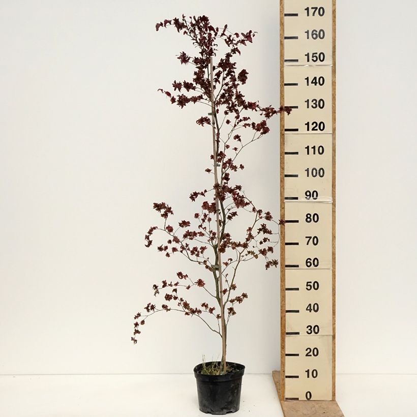 Haya común Brathay's Purple - Fagus sylvatica Maceta 4L/5L Ejemplar entregado en la primavera