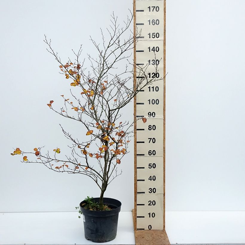 Ejemplar de Haya común Cockleshell - Fagus sylvatica Maceta 12L/15L entregado en otoño