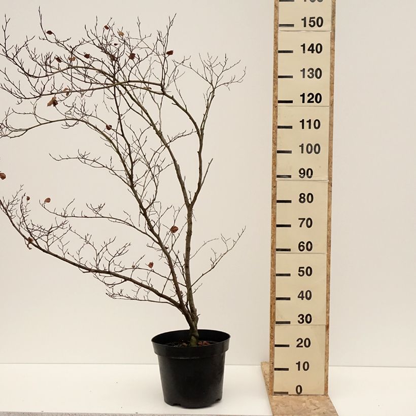 Haya común Cockleshell - Fagus sylvatica Maceta 12L/15L Ejemplar entregado en invierno