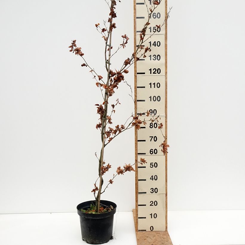 Ejemplar de Haya común Cristata - Fagus sylvatica Maceta 7,5L/10L entregado en otoño