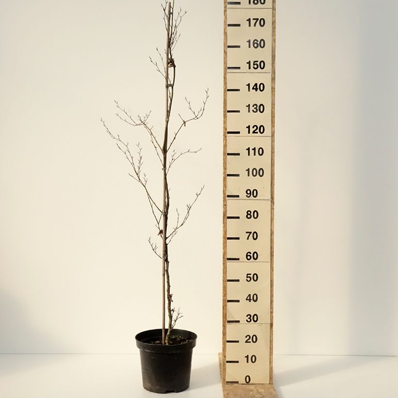 Haya común Cristata - Fagus sylvatica Maceta 7,5L/10L Ejemplar entregado en invierno