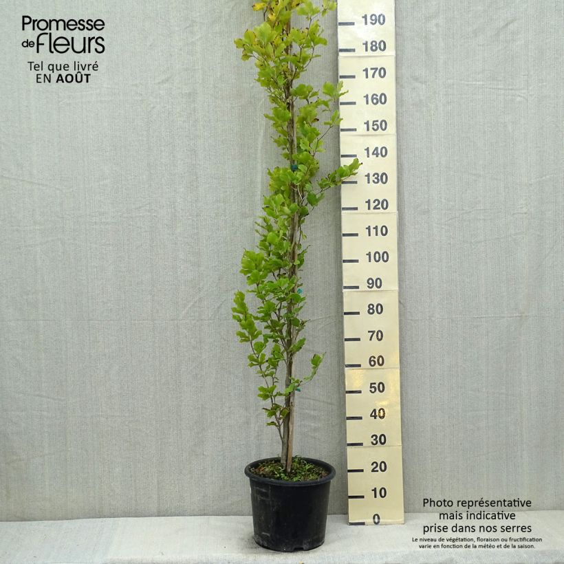 Ejemplar de Haya común Dawyck Gold - Fagus sylvatica Maceta 7,5L/10L entregado en verano