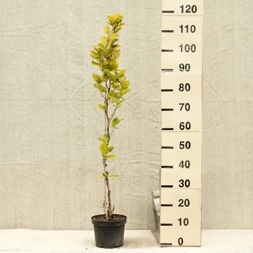 Ejemplar de Haya común Dawyck Gold - Fagus sylvatica Maceta 2L/3L entregado en verano