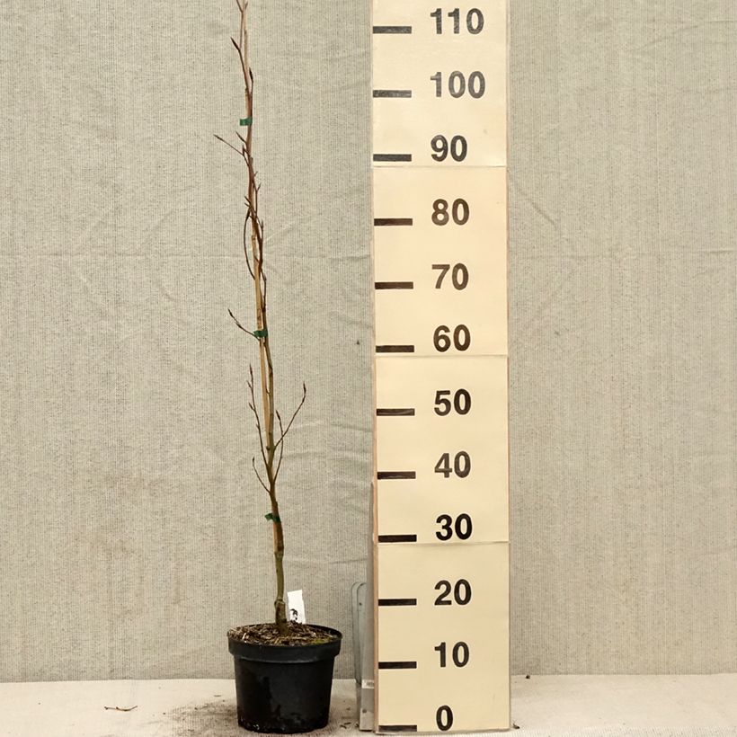 Haya común Dawyck Gold - Fagus sylvatica Maceta 2L/3L Ejemplar entregado en la primavera