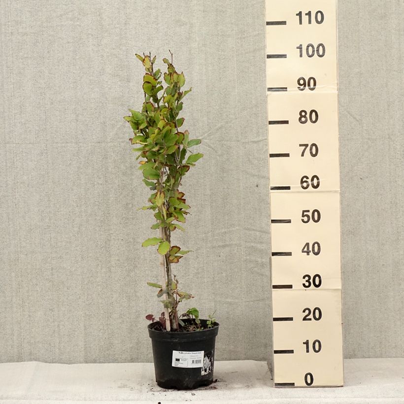 Ejemplar de Haya común Dawyck Gold - Fagus sylvatica Maceta 4L/5L entregado en verano