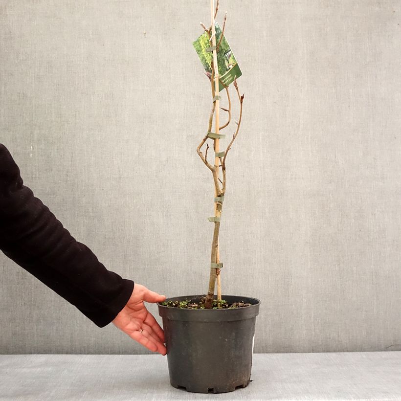 Haya común Dawyck Gold - Fagus sylvatica Maceta 4L/5L Ejemplar entregado en invierno