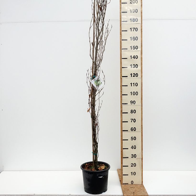 Ejemplar de Haya común Dawyck Gold - Fagus sylvatica Maceta 7,5L/10L entregado en otoño