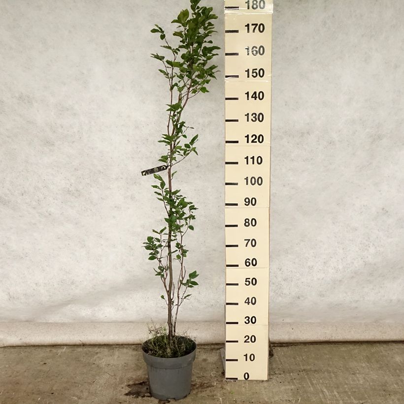 Ejemplar de Haya común Dawyck - Fagus sylvatica Maceta 4L/5L entregado en verano