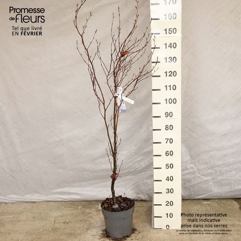 Haya común Dawyck - Fagus sylvatica Maceta 4L/5L Ejemplar entregado en invierno