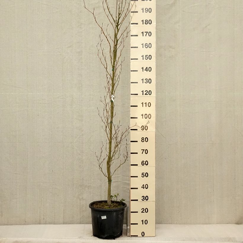 Haya común Dawyck Purple - Fagus sylvatica Maceta 12L/15L Ejemplar entregado en la primavera