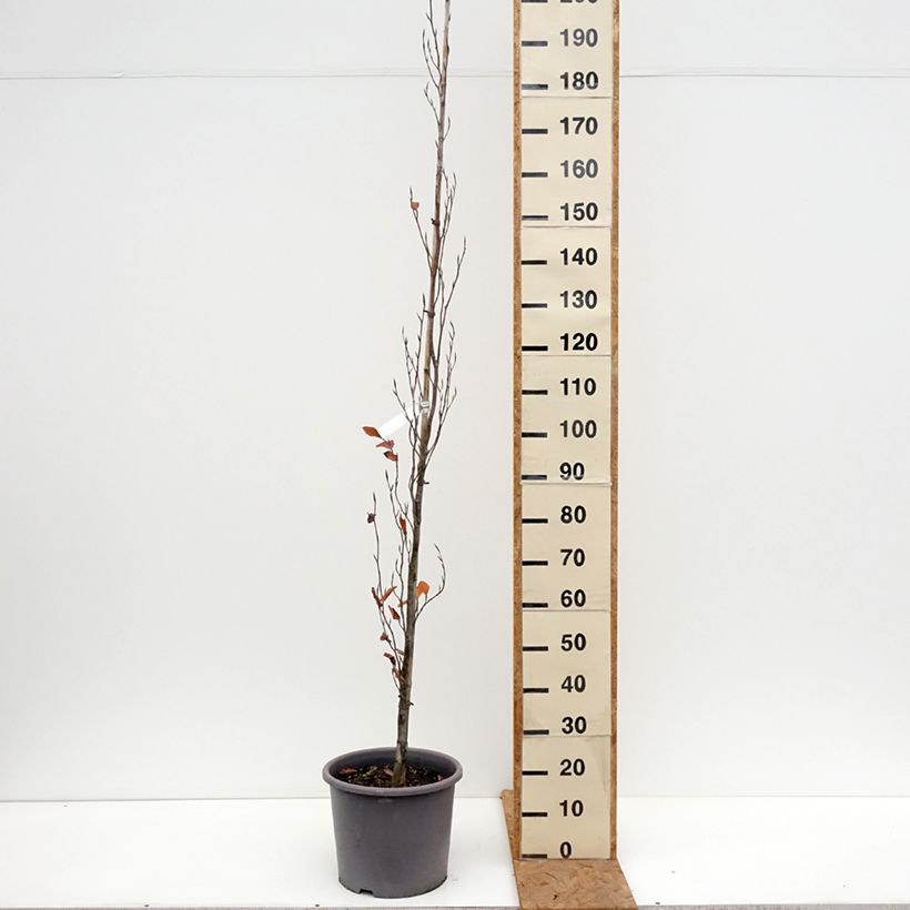 Ejemplar de Haya común Dawyck Purple - Fagus sylvatica Maceta 12L/15L entregado en otoño