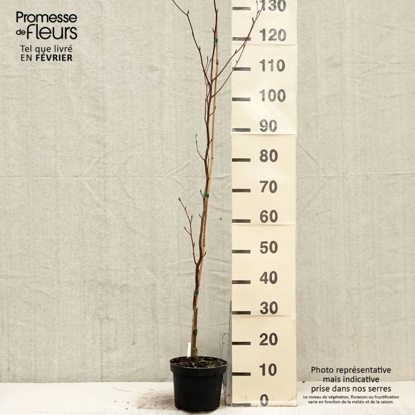 Haya común Dawyck Purple - Fagus sylvatica Maceta 2L/3L Ejemplar entregado en invierno