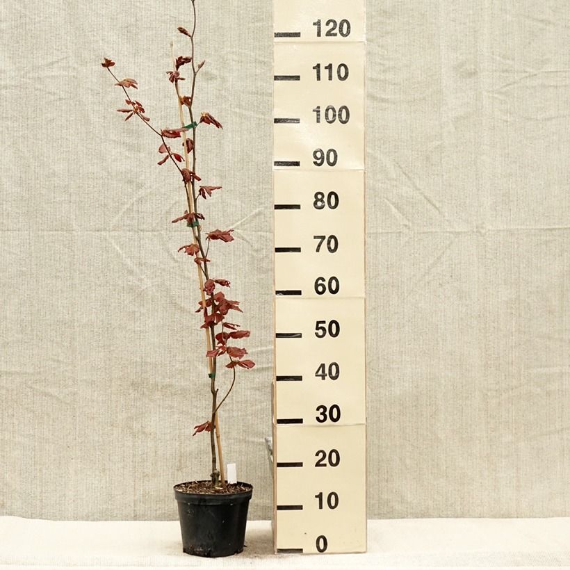 Haya común Dawyck Purple - Fagus sylvatica Maceta 2L/3L Ejemplar entregado en la primavera