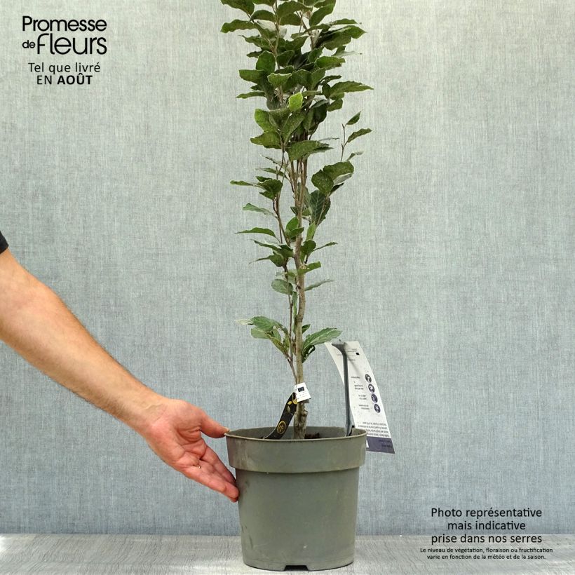 Ejemplar de Haya común Dawyck Purple - Fagus sylvatica Maceta 4L/5L entregado en verano
