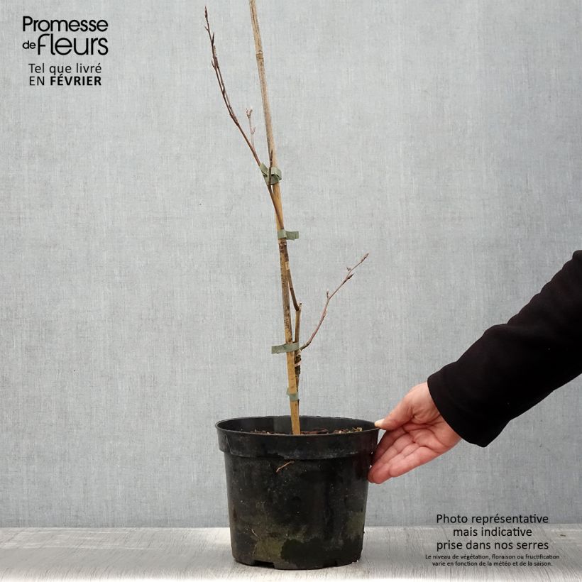 Fagus sylvatica f. suentelensis - Haya común Maceta 4L/5L Ejemplar entregado en invierno