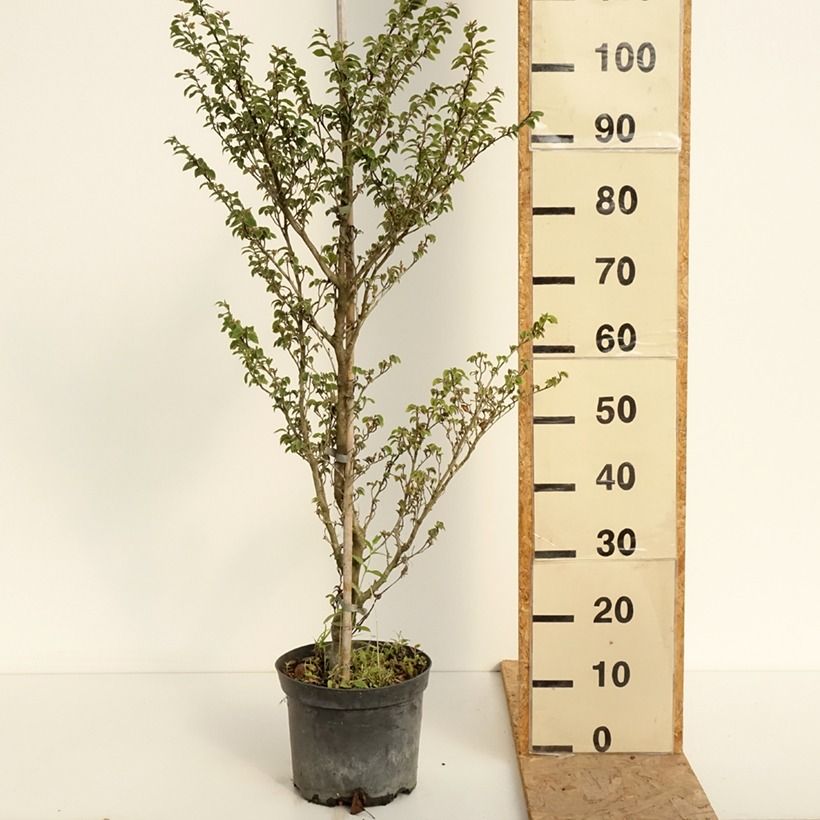 Ejemplar de Haya común Felderbach - Fagus sylvatica Maceta 4L/5L entregado en verano