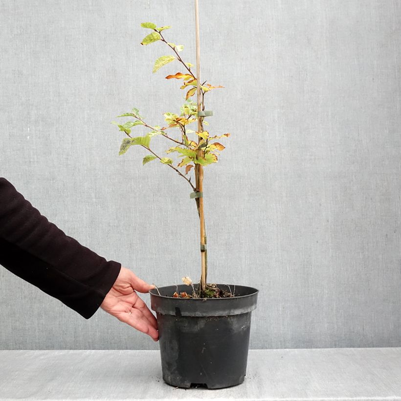 Ejemplar de Haya común Franken - Fagus sylvatica Maceta 4L/5L entregado en otoño