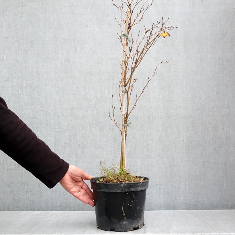 Ejemplar de Haya común Interrupta - Fagus sylvatica Maceta 4L/5L entregado en otoño