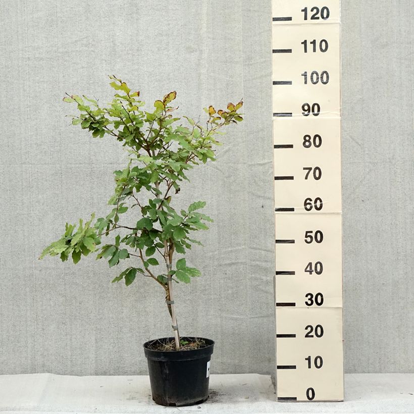 Ejemplar de Haya común Marmor Star - Fagus sylvatica Maceta 4L/5L entregado en verano