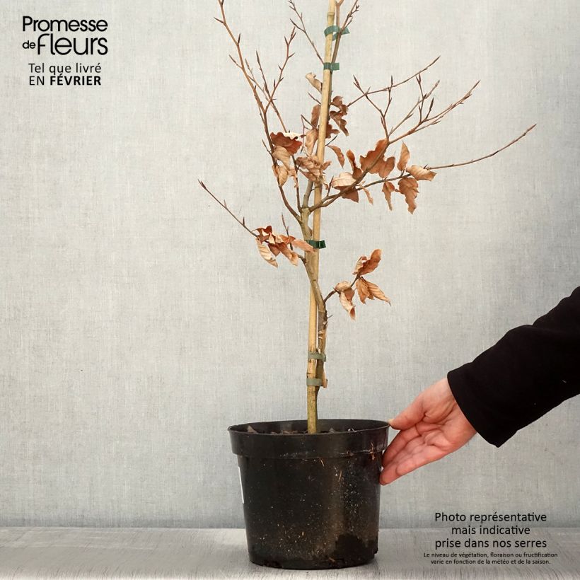 Haya común Marmor Star - Fagus sylvatica Maceta 4L/5L Ejemplar entregado en invierno