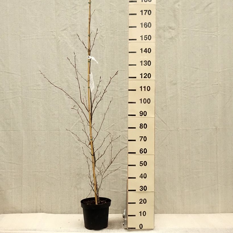 Haya común Midnight Feather - Fagus sylvatica Maceta 4L/5L Ejemplar entregado en la primavera
