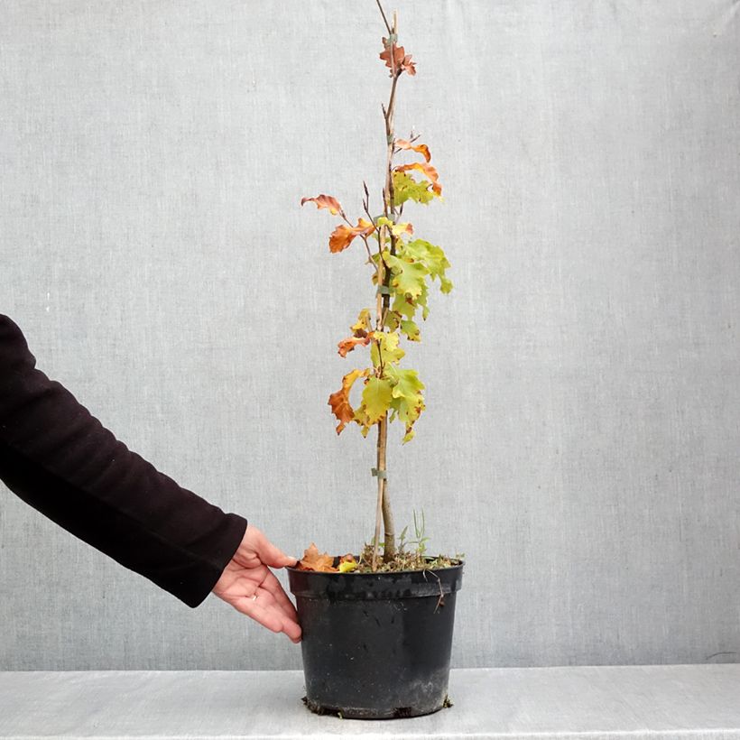 Ejemplar de Haya común Rohan Gold - Fagus sylvatica Maceta 4L/5L entregado en otoño