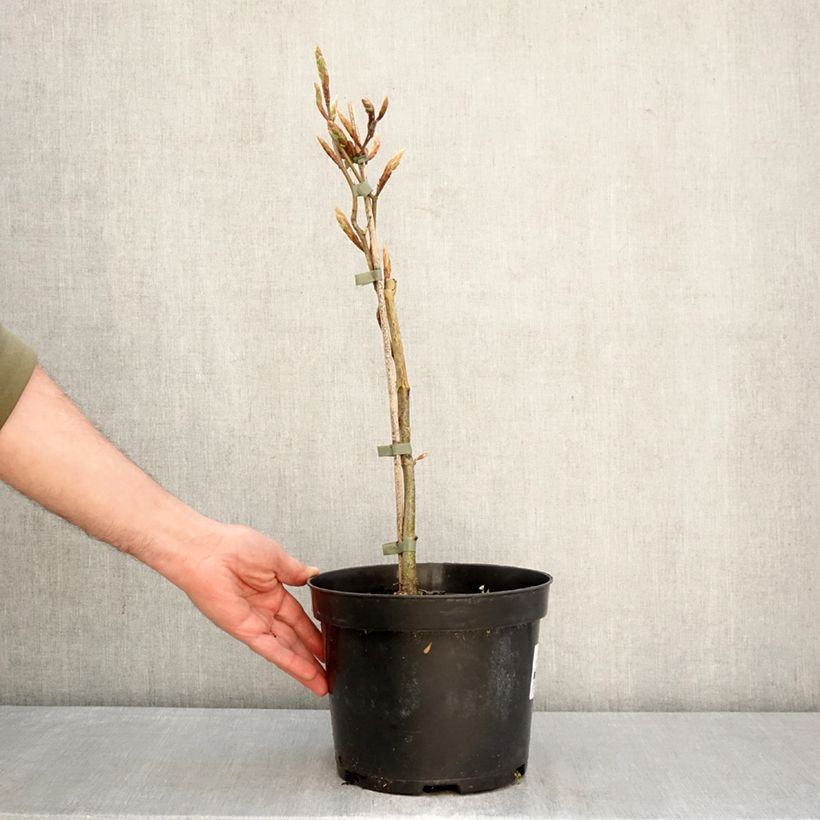 Haya común Rohan Gold - Fagus sylvatica Maceta 4L/5L Ejemplar entregado en la primavera