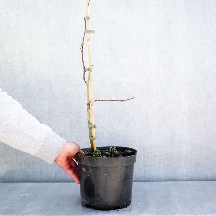 Haya común Rohan Green Weeping - Fagus sylvatica Maceta 4L/5L, Tallo Ejemplar entregado en la primavera