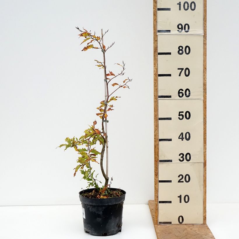 Ejemplar de Haya común Rohan Green Weeping - Fagus sylvatica Maceta 4L/5L entregado en otoño