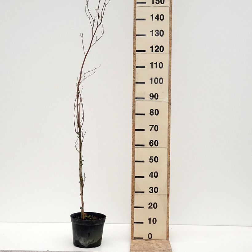 Haya común Rohan Minaret - Fagus sylvatica Maceta 4L/5L Ejemplar entregado en invierno