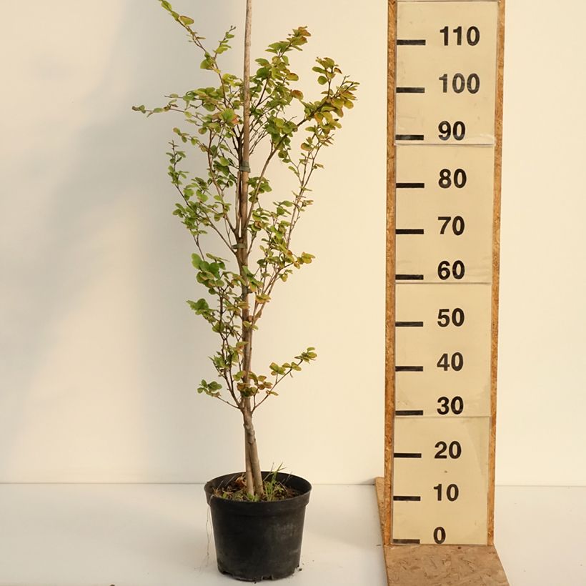 Ejemplar de Haya común Rotundifolia - Fagus sylvatica Maceta 4L/5L entregado en verano