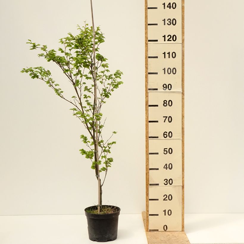 Haya común Rotundifolia - Fagus sylvatica Maceta 4L/5L Ejemplar entregado en la primavera