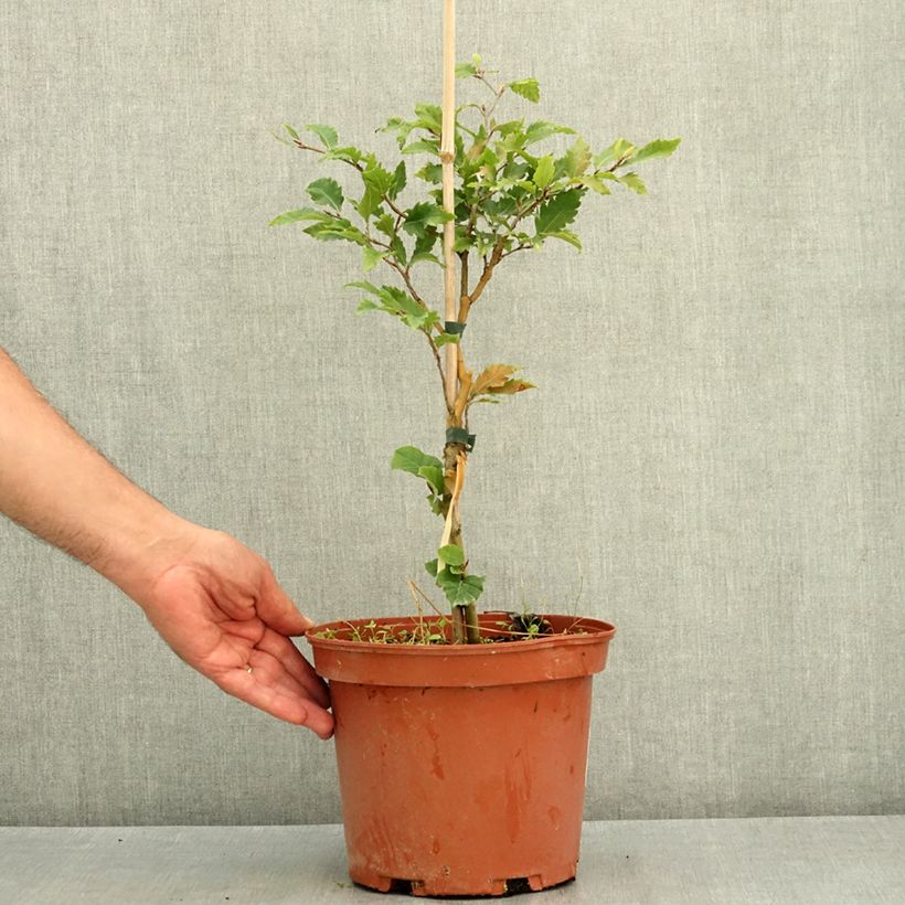Ejemplar de Haya común Sandrode - Fagus sylvatica Maceta 4L/5L entregado en verano