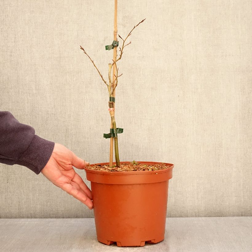 Haya común Sandrode - Fagus sylvatica Maceta 4L/5L Ejemplar entregado en la primavera