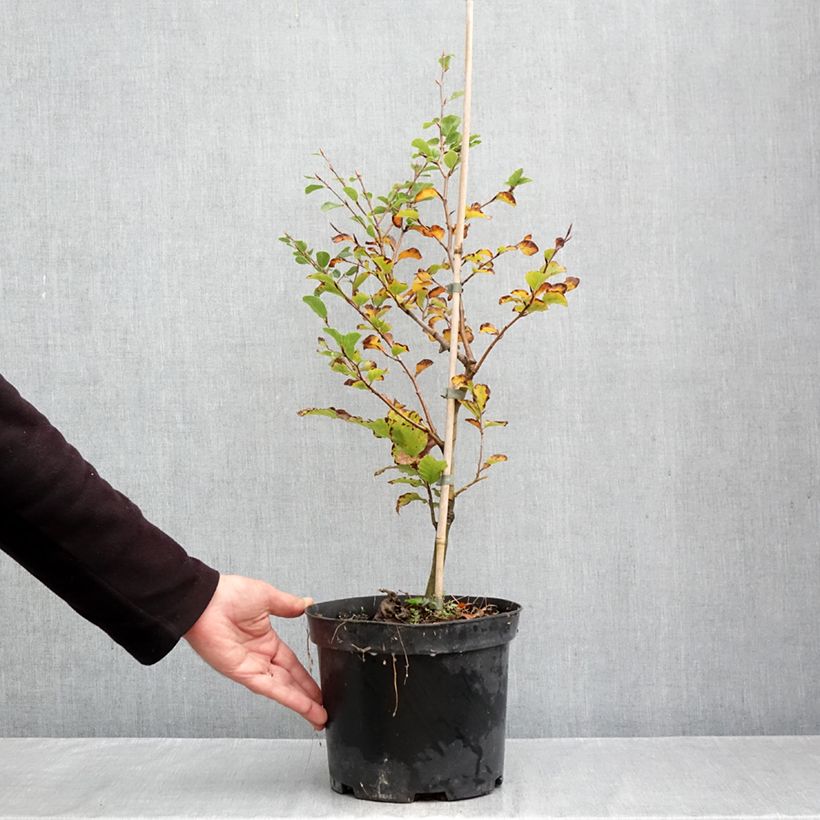 Ejemplar de Haya común Skrzat - Fagus sylvatica Maceta 4L/5L entregado en otoño