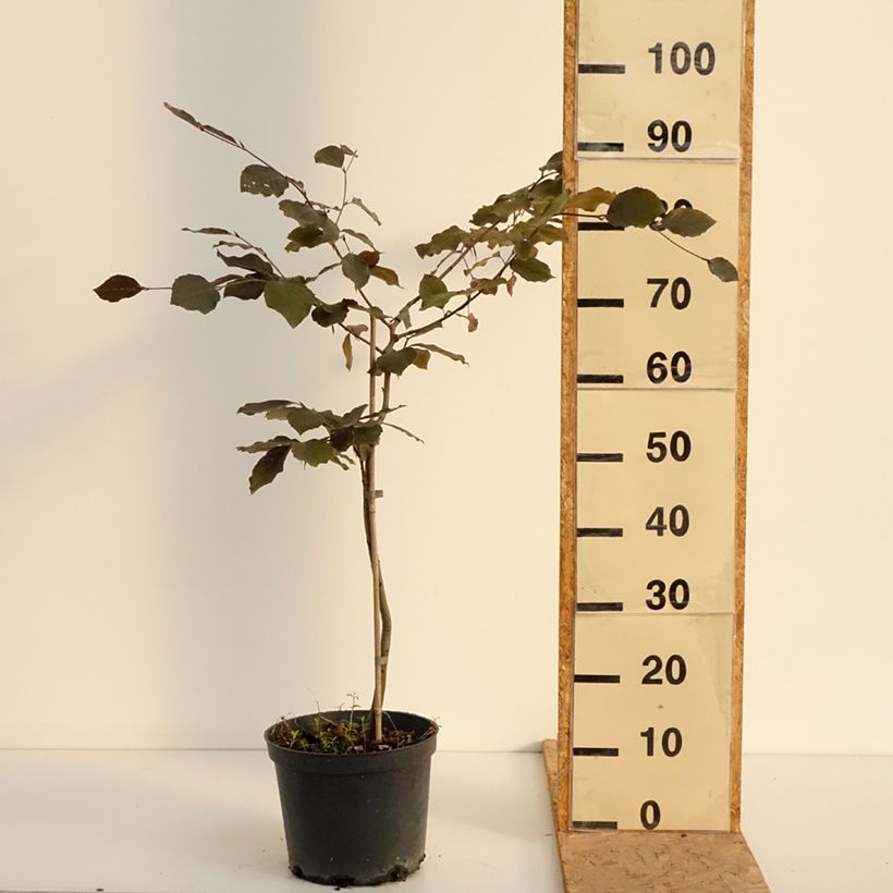 Ejemplar de Haya común Swat Magret - Fagus sylvatica Maceta 4L/5L entregado en verano