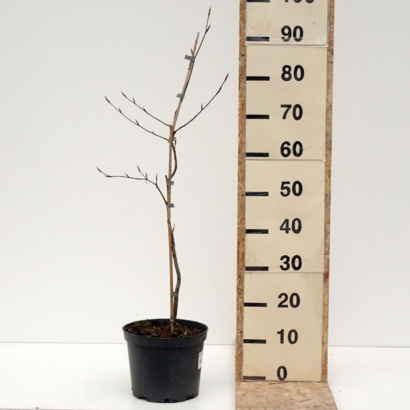 Haya común Swat Magret - Fagus sylvatica Maceta 4L/5L Ejemplar entregado en invierno