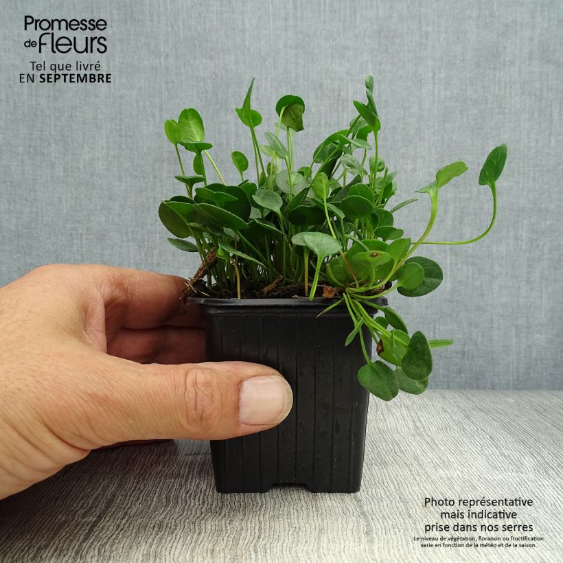 Ejemplar de Falkia repens Maceta de 8/9 cm entregado en otoño