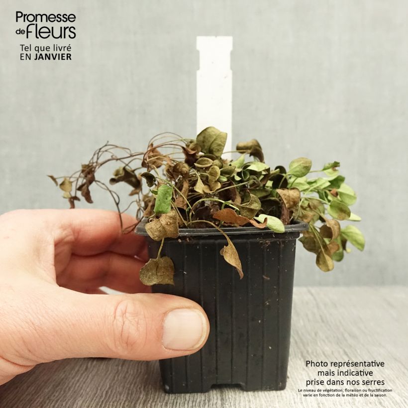 Falkia repens Maceta de 8/9 cm Ejemplar entregado en invierno