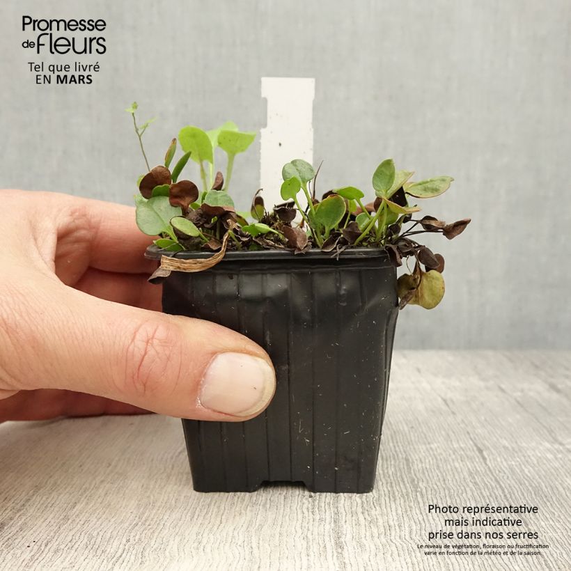 Falkia repens Maceta de 8/9 cm Ejemplar entregado en la primavera