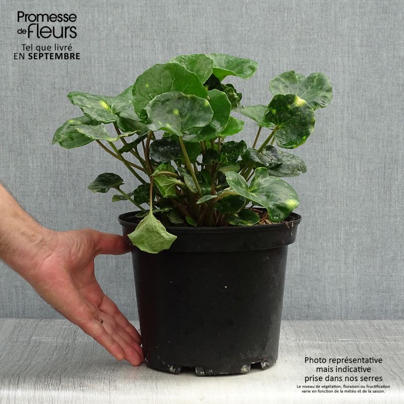 Ejemplar de Farfugium japonicum Aureomaculatum - Boina de vasco Maceta 3L/4L entregado en otoño