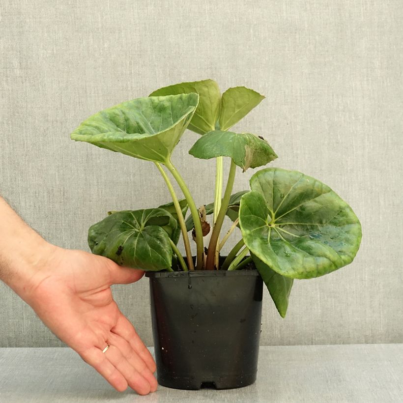 Ejemplar de Farfugium japonicum Gigantea - Boina de vasco Maceta 2L/3L entregado en verano