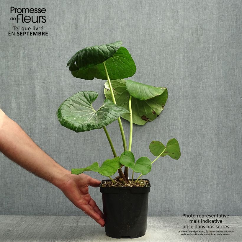 Ejemplar de Farfugium japonicum - Boina de vasco Maceta 3L/4L entregado en otoño