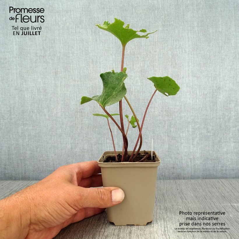 Ejemplar de Farfugium japonicum Wavy Gravy - Boina de vasco Maceta de 8/9 cm entregado en verano