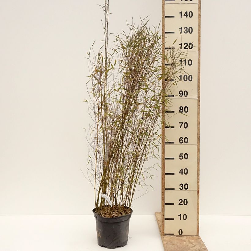 Fargesia Malachite Monkeys - Bambú no invasivo Maceta 7,5L/10L Ejemplar entregado en invierno