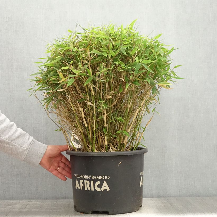 Fargesia Moontears - Bambú no invasivo Maceta 12L/15L, Bola Ejemplar entregado en la primavera