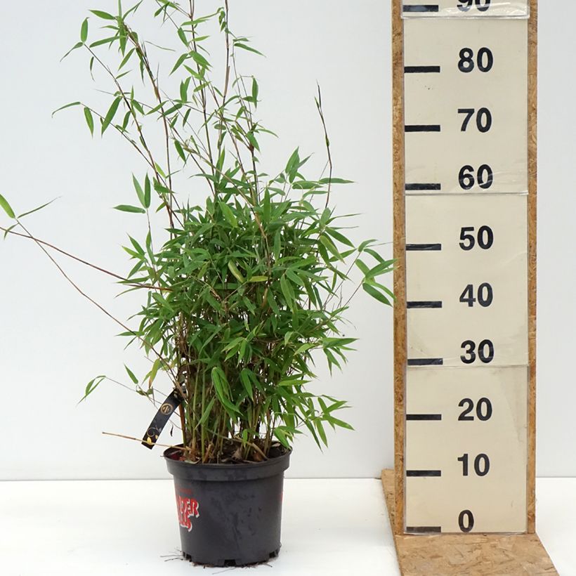 Ejemplar de Fargesia murielae Violet Woods - Bambú no invasivo Maceta 4L/5L entregado en otoño