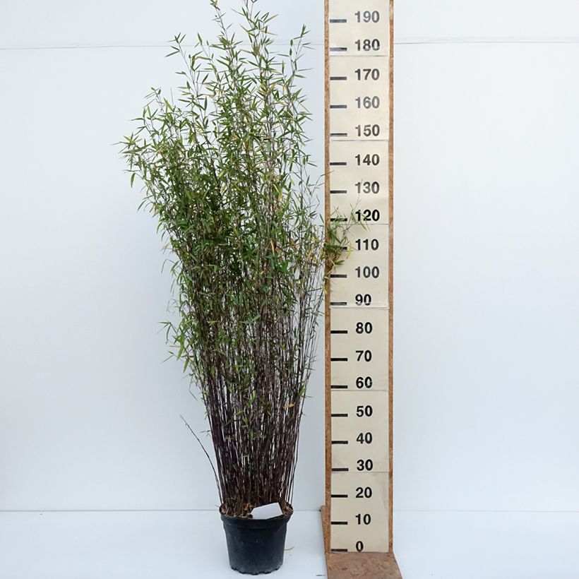 Ejemplar de Fargesia nitida Gansu - Bambú no invasivo Maceta 7,5L/10L entregado en otoño